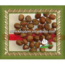 New Crop Organic Fresh Chestnut